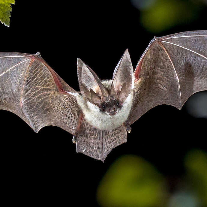 Soirée chauves-souris !