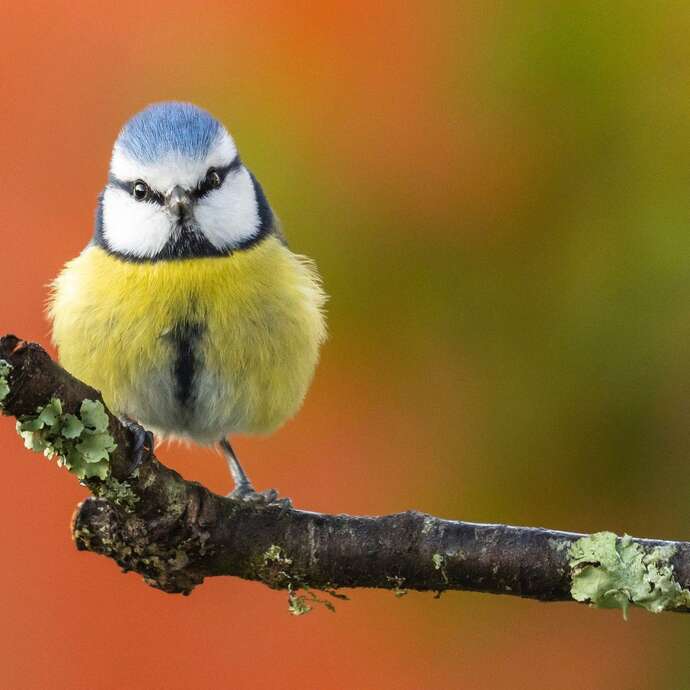 À l'écoute des chants d'oiseaux