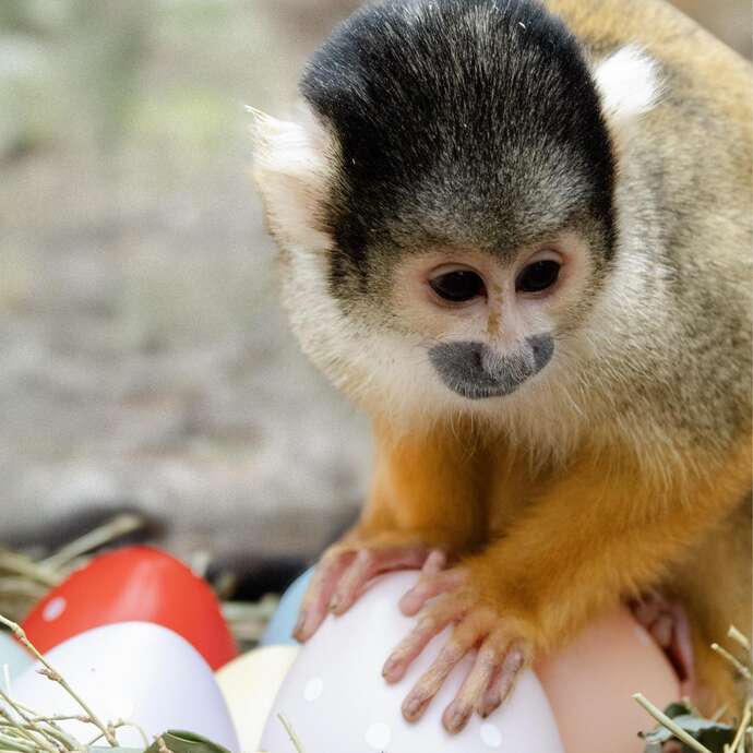 Pâques au zoo : du 11 au 26 avril