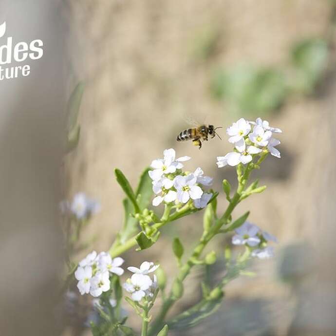 Les polliniZZZateurs sauvages
