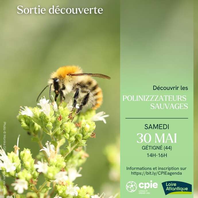 Les polliniZZZateurs sauvages