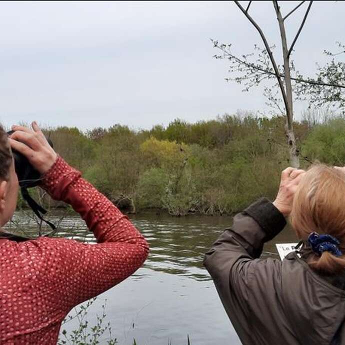 Sortie oiseaux au Marais de Goulaine