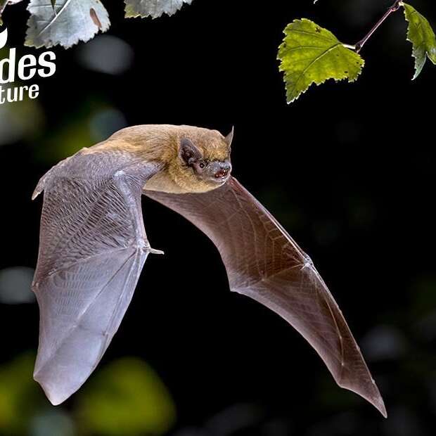 Chauve qui peut ! Des souris volantes !