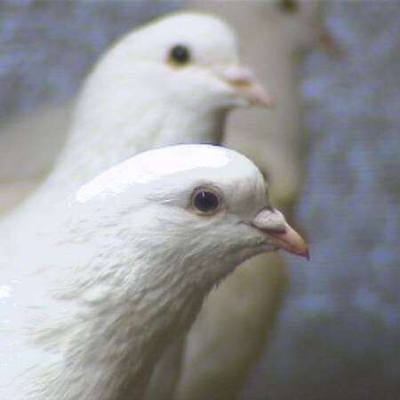 Ferme de la Fohalle