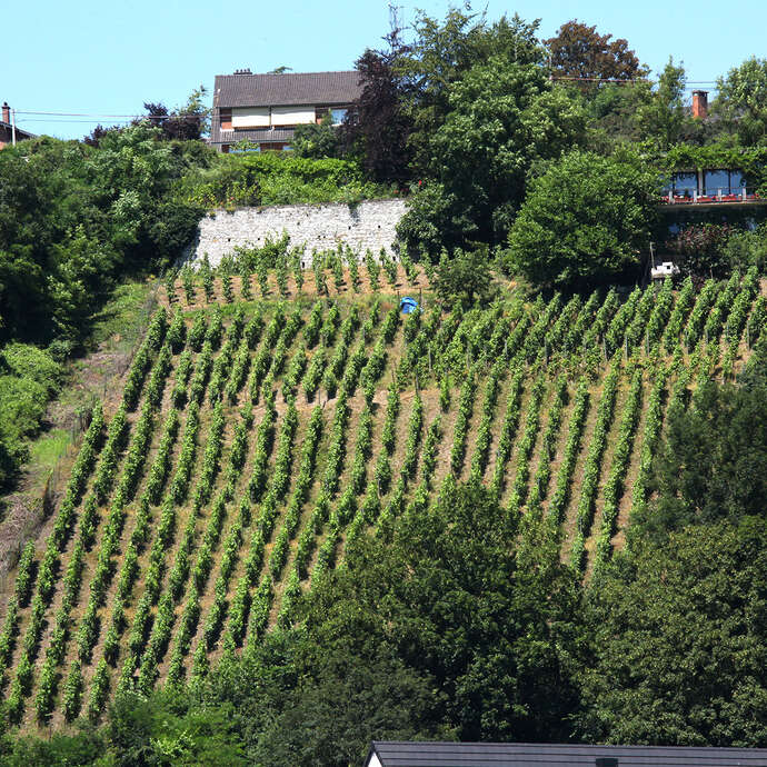 Le Clos du Bois Marie