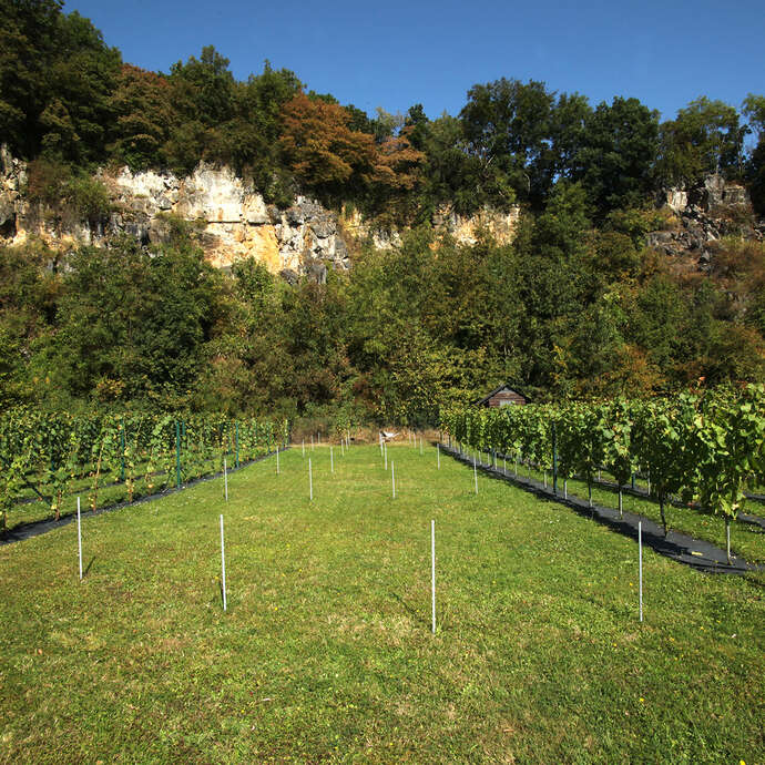 Clos de la Carrière