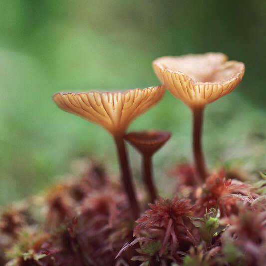 Chapignonnons