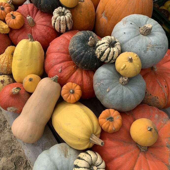 Fête de la courge