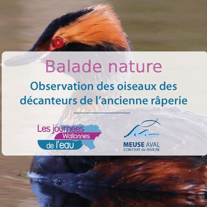 Observation des oiseaux des décanteurs de l'ancienne râperie