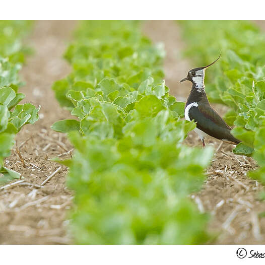 Balade guidée « oiseaux migrateurs dans la plaine agricole »