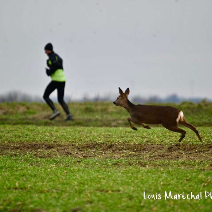 Trail des Chevreuils