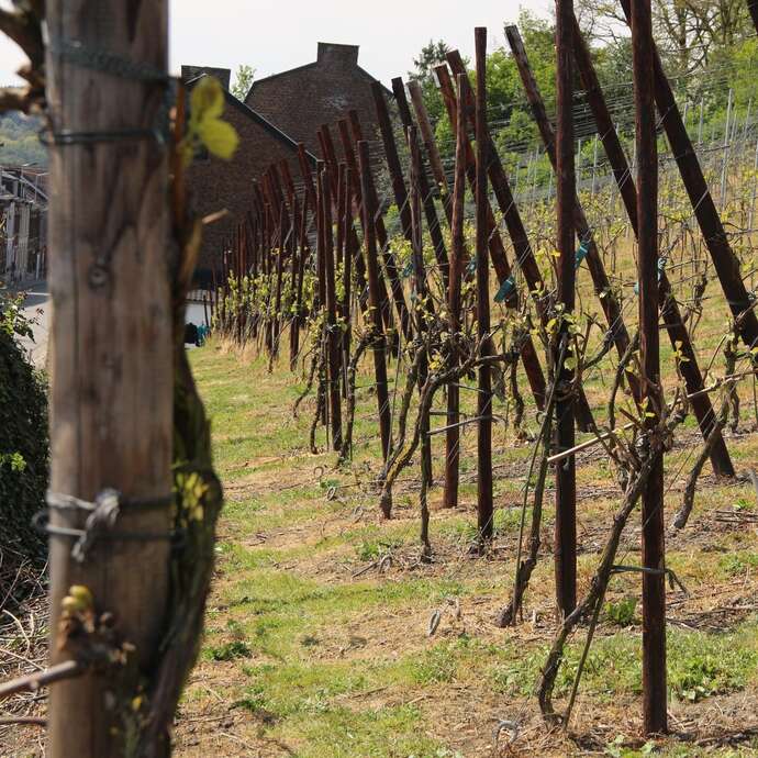 Apéro dans le vignoble du Clos bois Marie "Hautes Vignes"