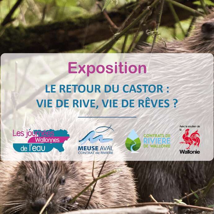 Le retour du castor : vie de rive, vie de rêves ?