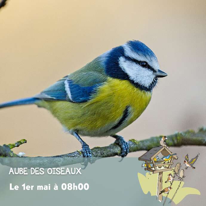 Aube des Oiseaux