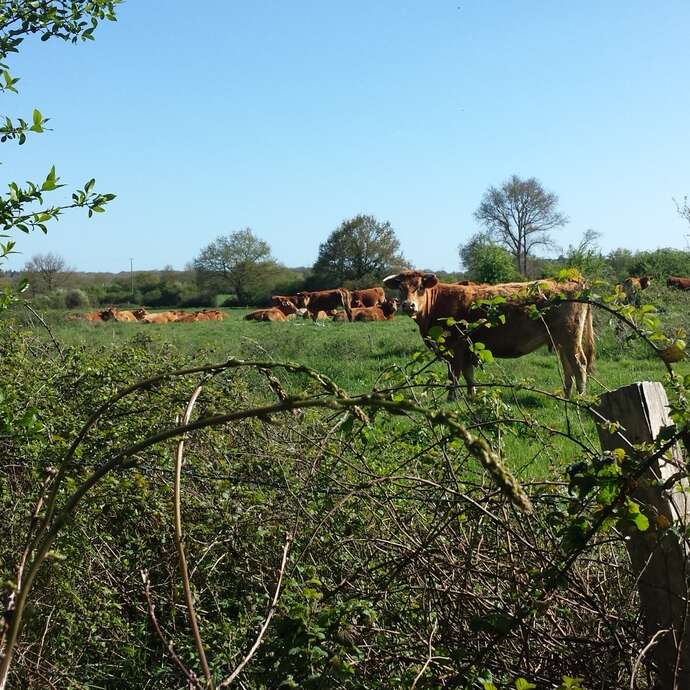 Entre bois et bocage