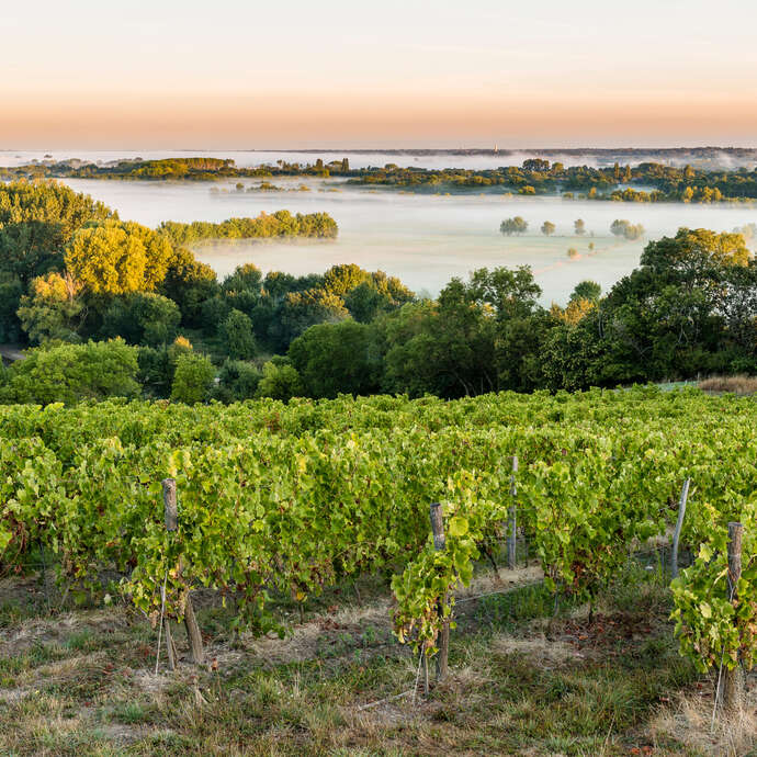 Route des vins - La Loire sauvage et la corniche angevine