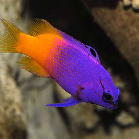 Océarium du Croisic