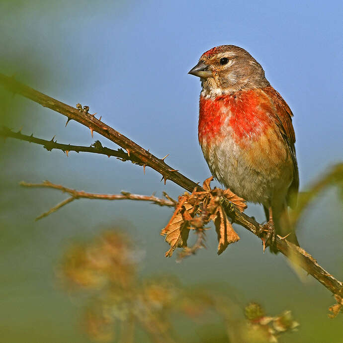 Diaporama sur les Oiseaux du Pays Blanc Pays Noir