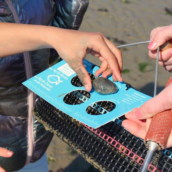 Sortie découverte de la pêche à pied à Sorlock