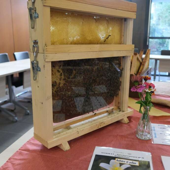 Atelier apiculture  - Extraction du miel