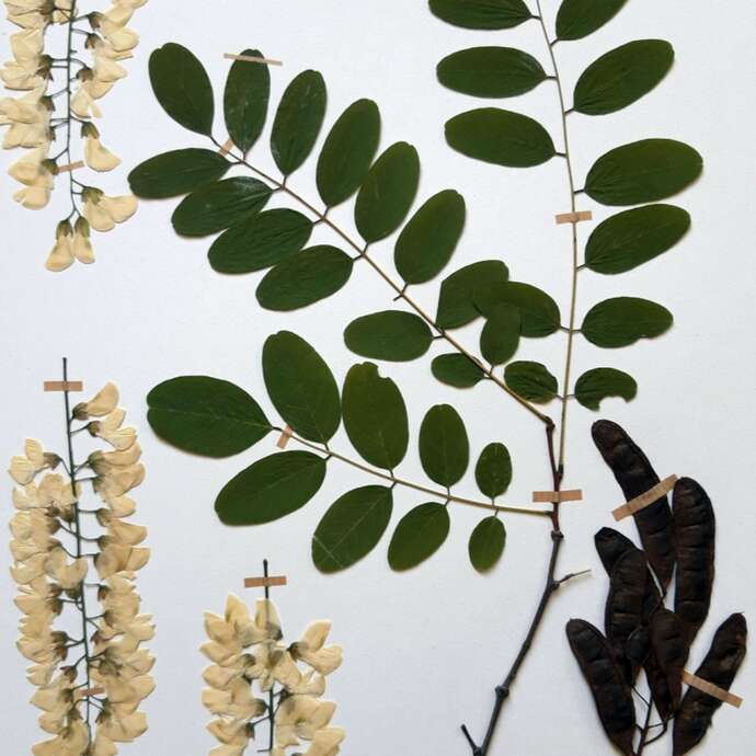 Atelier de création d'une planche d'herbier
