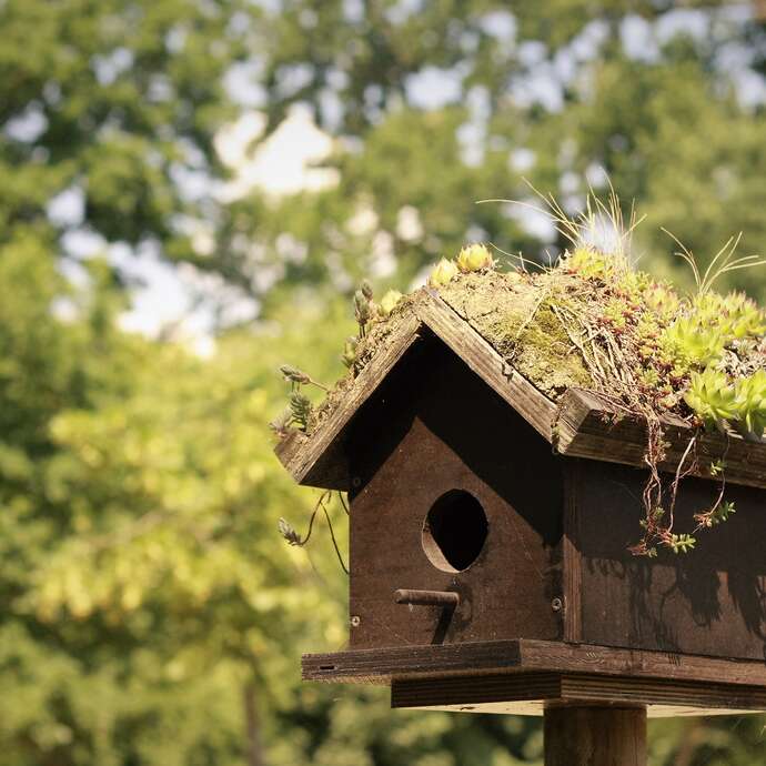 Animation enfant : Fabrique ton nichoir à oiseaux
