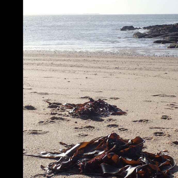 A la découverte de la laisse de mer