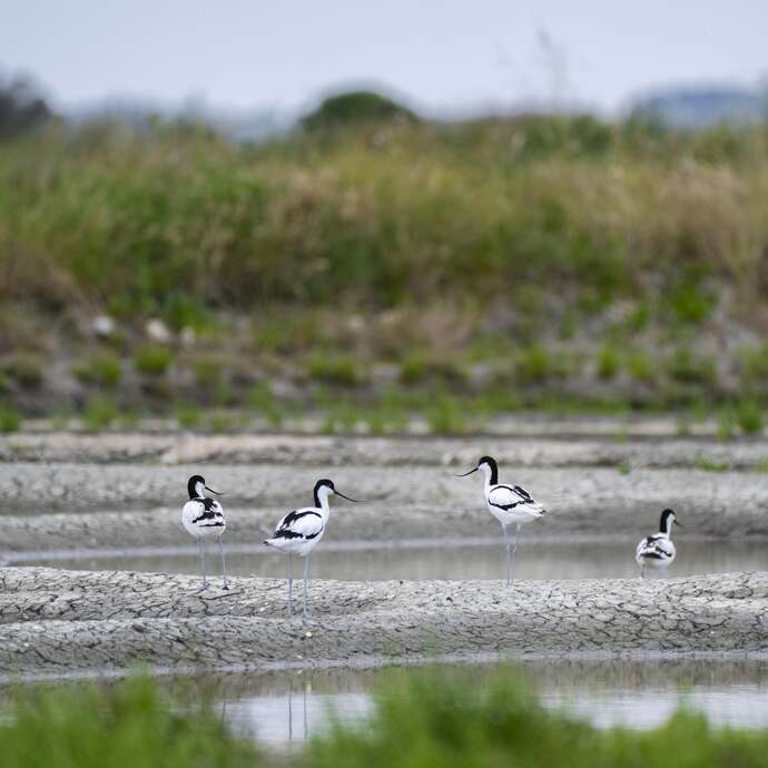 Fauna und Flora von Salzwiesen