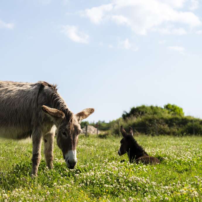 Balade Nature - A deux pas de l'Océan