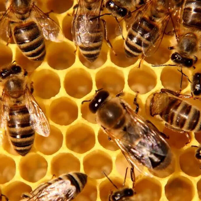 Conférence - Animaux, constructeurs, architectes et ingénieurs de génie