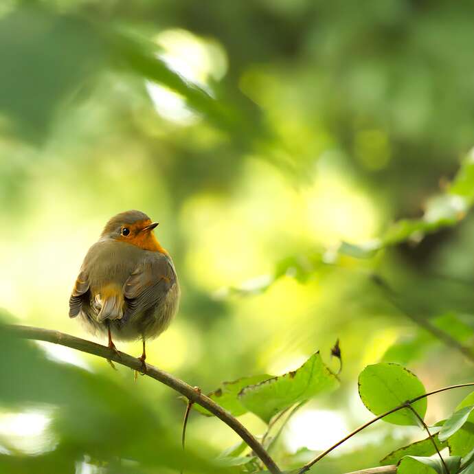Conférence - Les oiseaux aux jardins