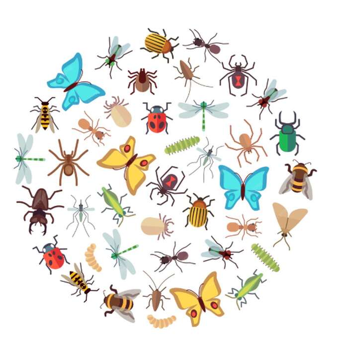 Découverte des insectes du jardin