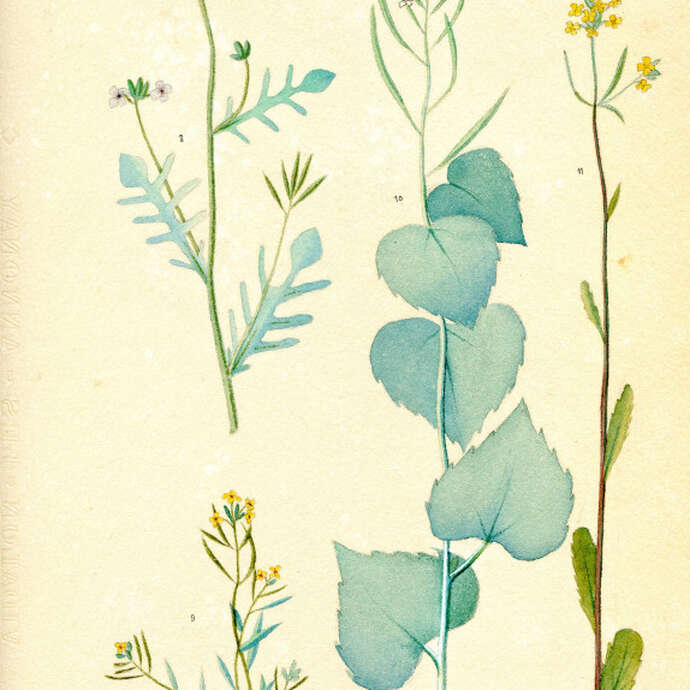 Exposition : Le monde végétal, les herbiers, le Traict du Croisic