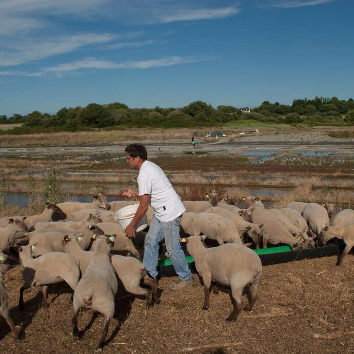 Visite d'élevage de Moutons sur les Marais Salants