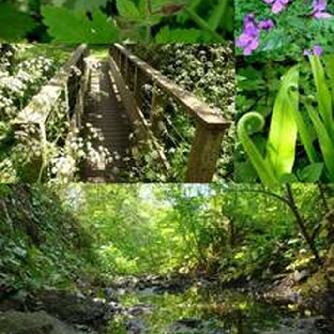 Sortie découverte des plantes au sentier botanique de Kervin