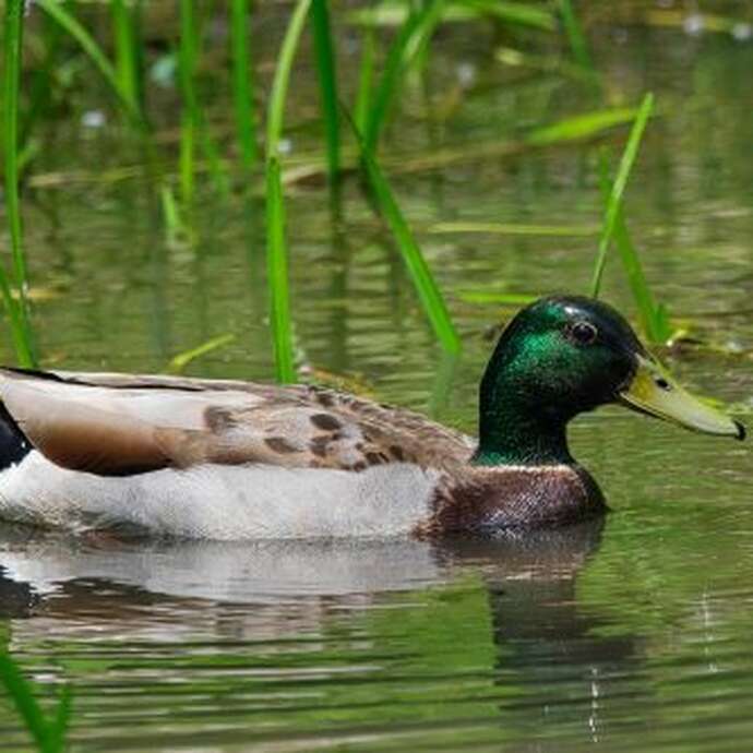 Un été Nature à Kerhinet