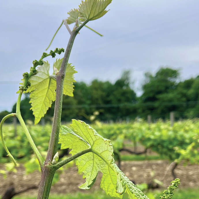 Bibliothèque du vivant - Visite du vignoble de Maël Tannou