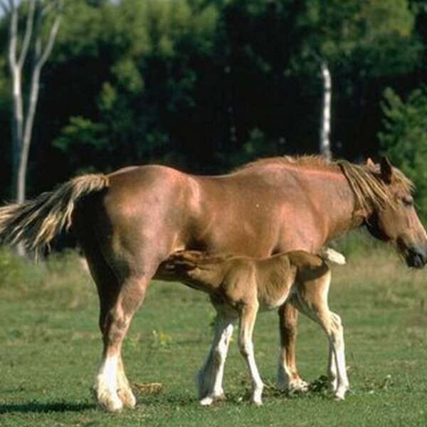 Centre équestre Domaine de Braille