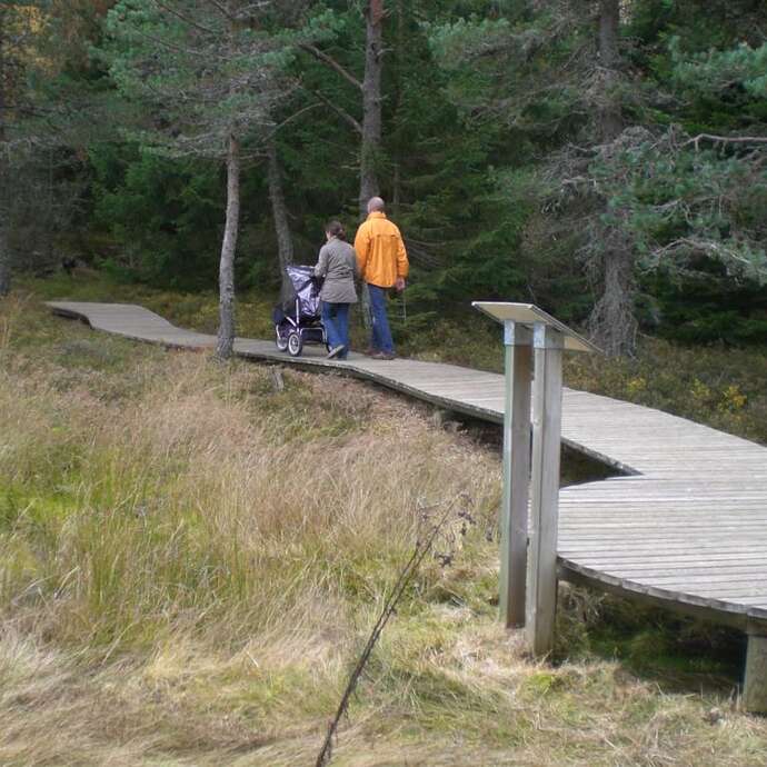 Sentier d'interprétation - A la découverte d'une Tourbière - boucle de 1 km