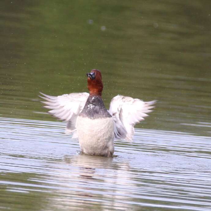 Balade naturaliste au coeur de la Plaine du Forez