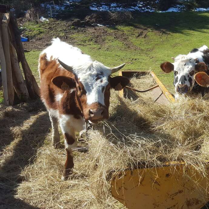 La petite ferme - visite de ferme