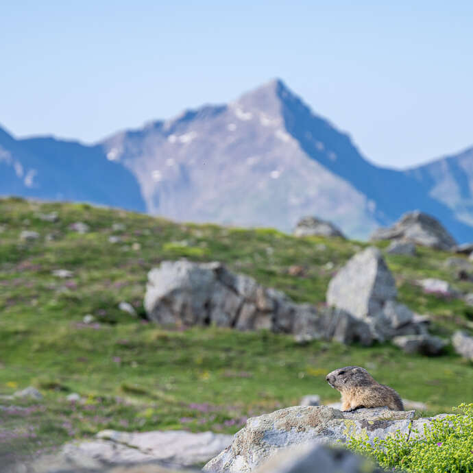 Marmotte du soir et dégustation
