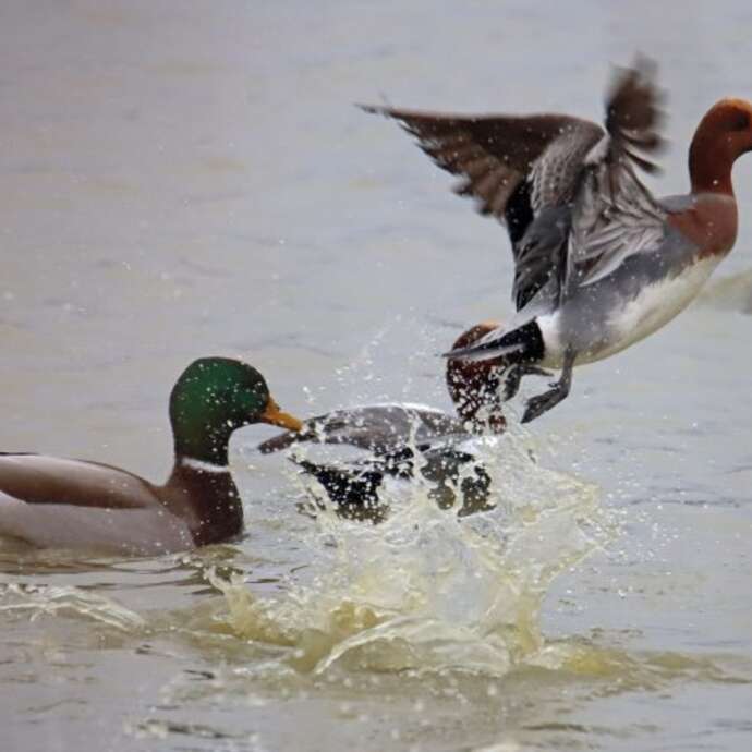 Visite guidée ornithologique à l’Écopôle du Forez