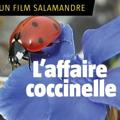 L’affaire Coccinelles