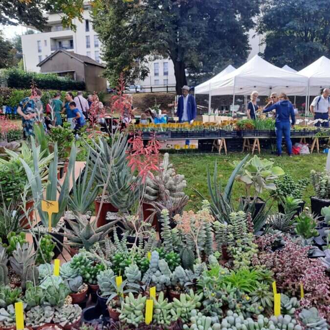 Marché aux plantes rares