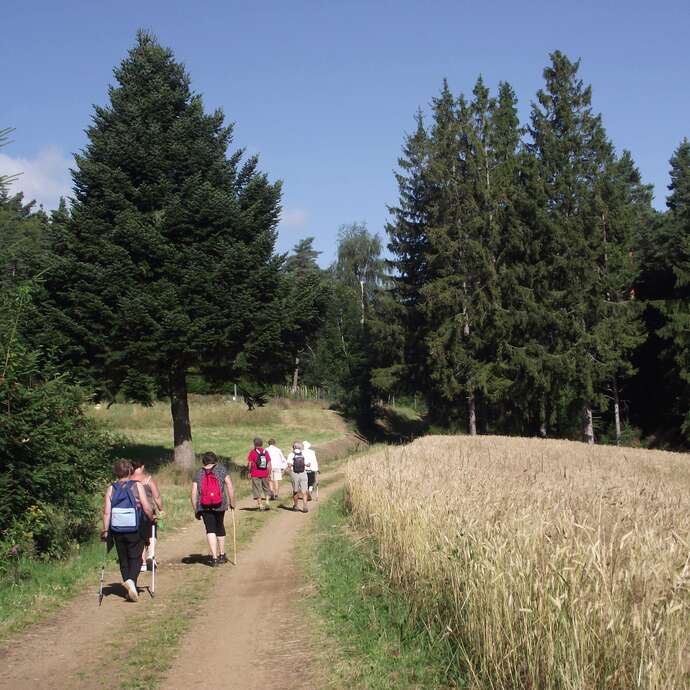 Marche de la pomme de terre