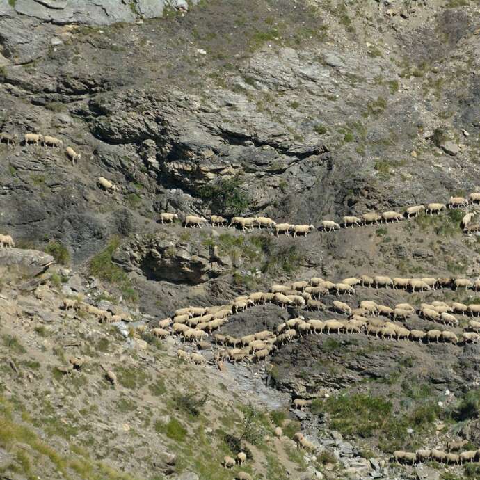 Parc national des Ecrins : pastoralisme et biodiversité