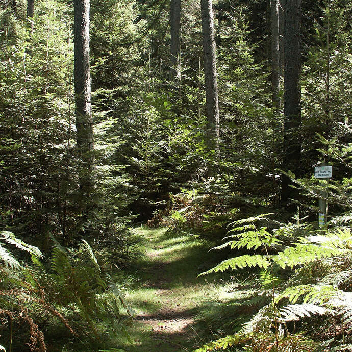 Le bois de Dôle