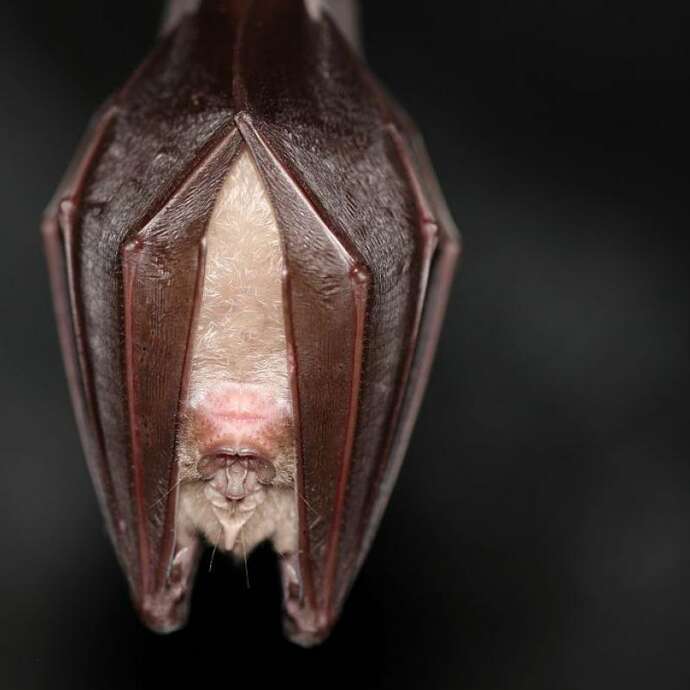 Projection-causerie : Une vie de grand rhinolophe