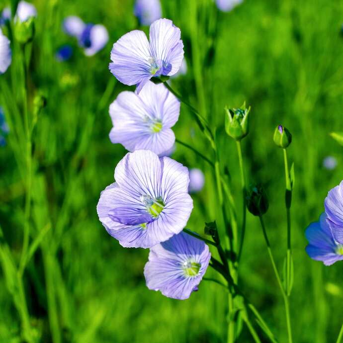 Fête des Plantes rustiques